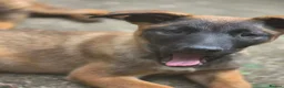 Mixed Breed dogs for sale: German Shepherd x in Sunderland - Advert 15