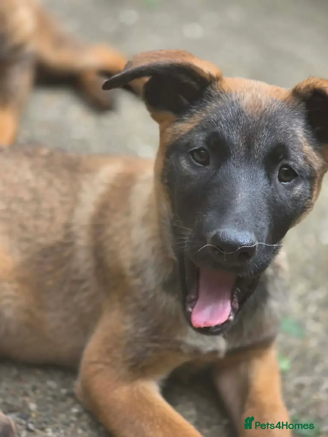 Mixed Breed dogs for sale: German Shepherd x in Sunderland - Advert 15