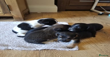 Jackapoo dogs - Advert 13