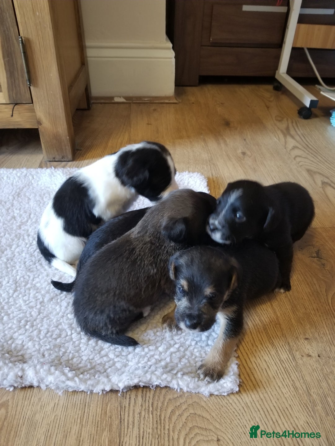 Jackapoo dogs for sale: Jackapoo puppies - Image 1