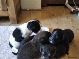 Jackapoo dogs - Advert 3