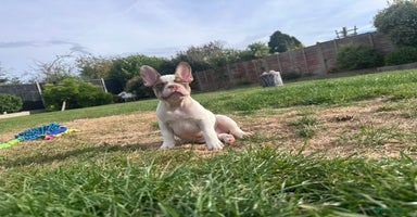 French Bulldog dogs - Advert 6