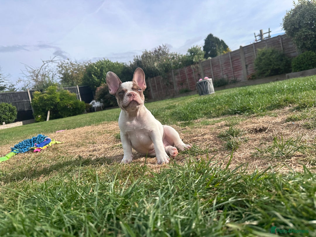 French Bulldog dogs for sale: 1 BOY LEFT KC  - Image 5