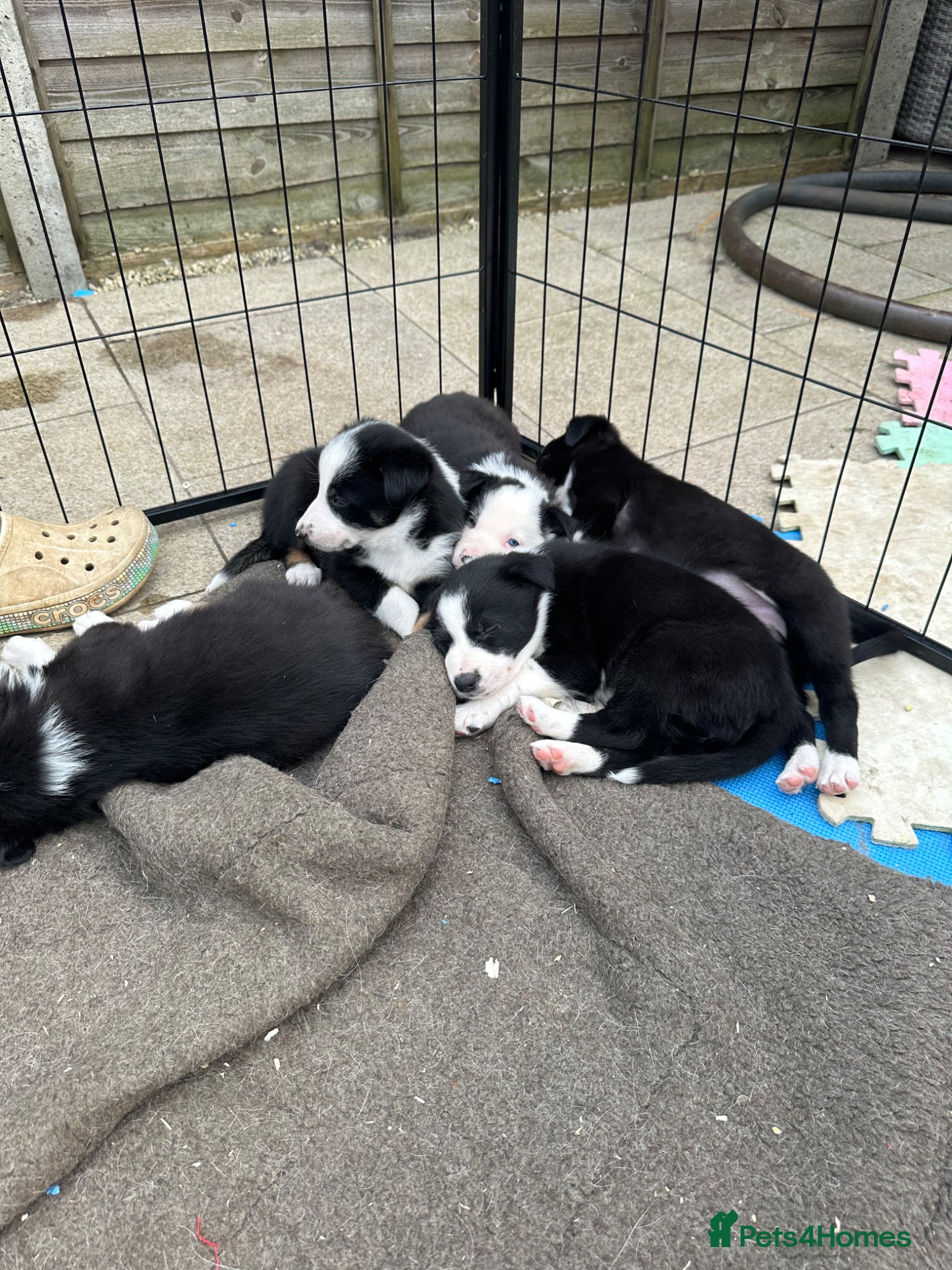 Mixed Breed dogs Kelpie x collies  - Advert 16