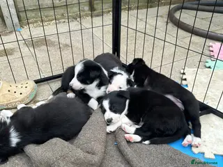 Mixed Breed dogs Kelpie x collies - Advert 16