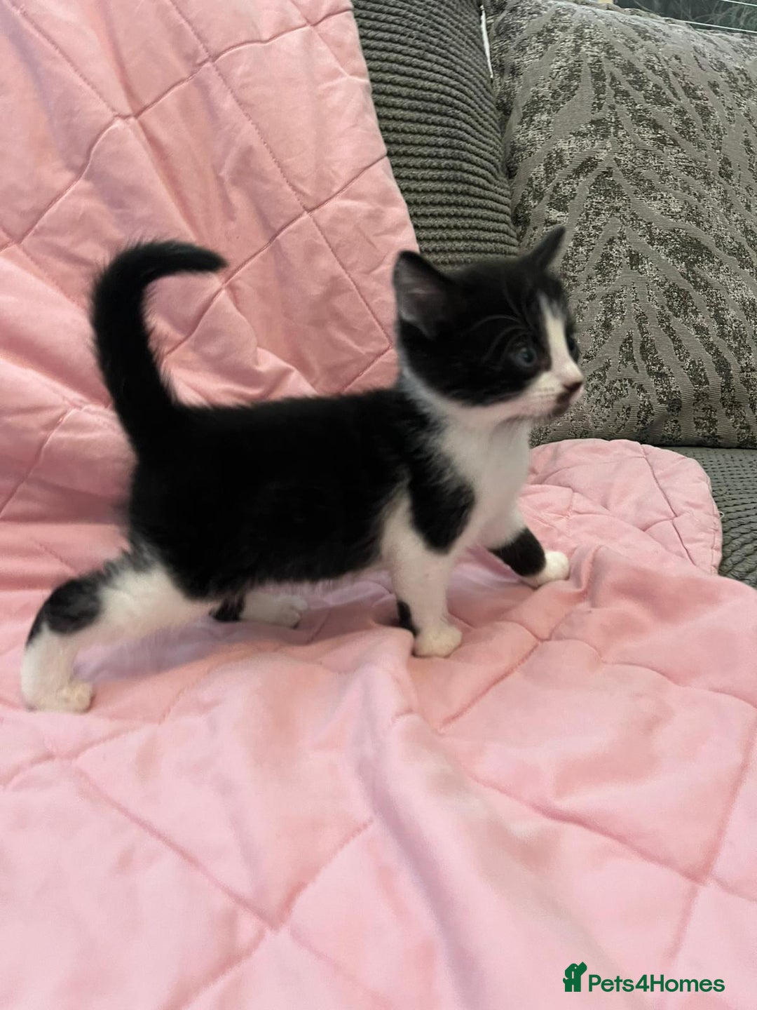 Mixed Breed cats for sale: Mixed Bengal Kittens  - Image 8