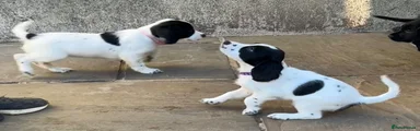Sprocker 6