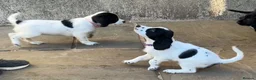 Sprocker dogs for sale: Confident sprockers  in Redruth - Advert 5