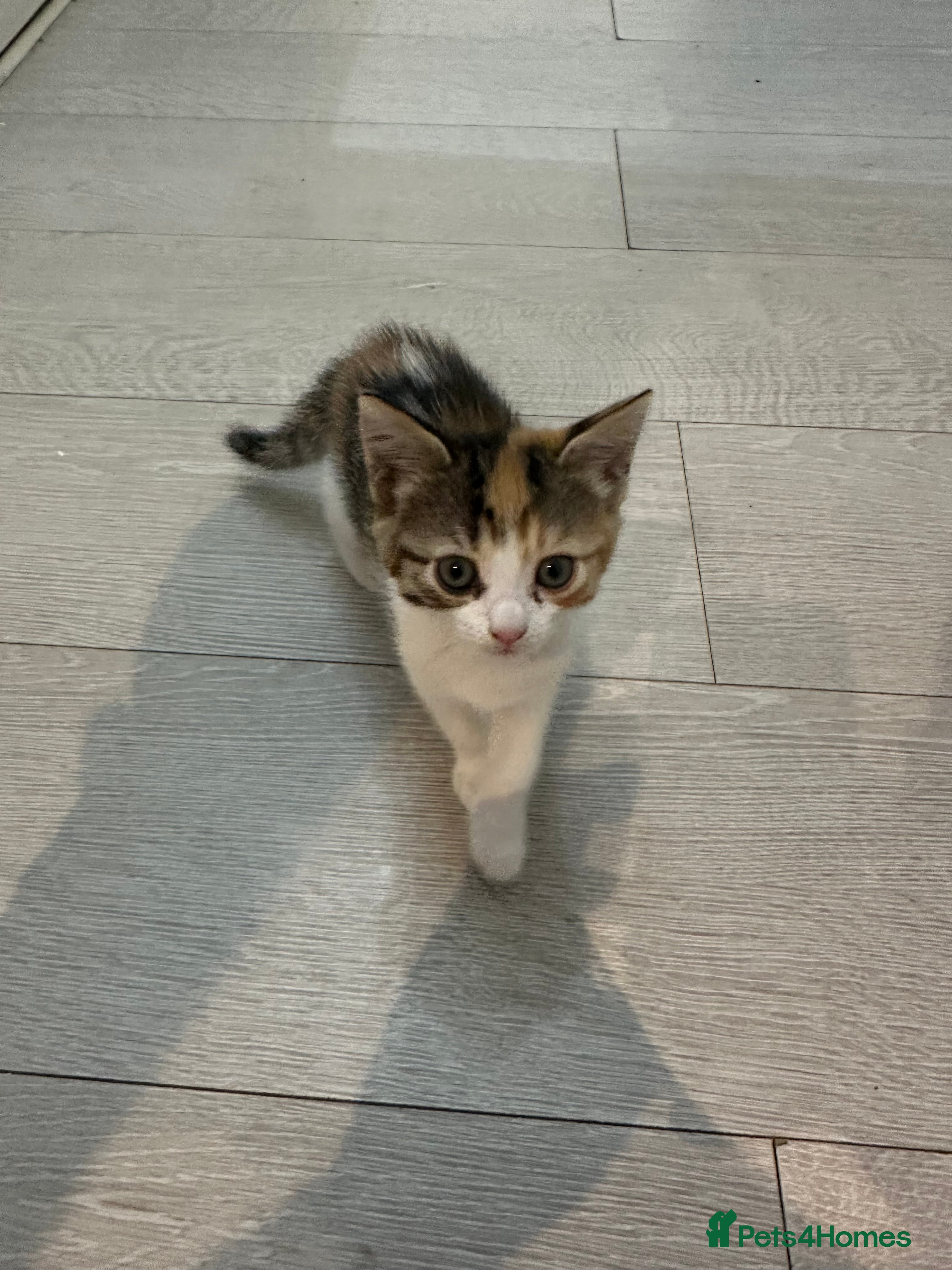 Mixed Breed cats Adorable kittens ready for new homes  - Advert 2