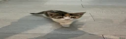 Mixed Breed cats for sale: Adorable kittens ready for new homes  - Advert 3