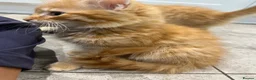 Mixed Breed cats for sale: Beautiful Friendly Kittens Ready for Loving Homes - Advert 18