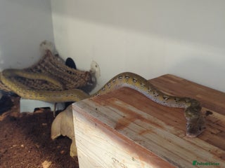 Python Snake reptiles Reticulated python male - Advert 1