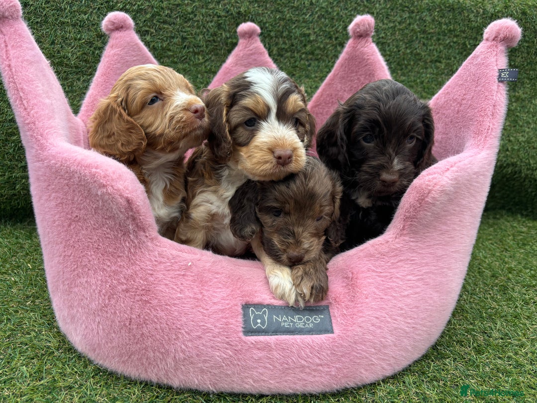Cockapoo dogs for sale: ⭐️ Stunning Rare Coloured F1 Miniature Cockpoos ⭐️ - Image 25
