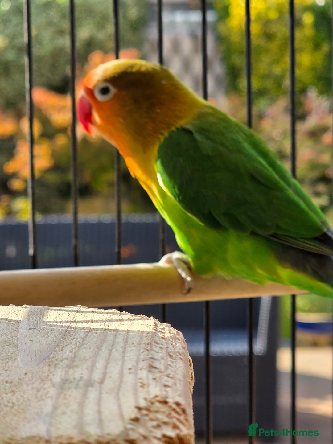 Lovebirds birds for sale: Mango  - Image 3