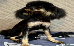 Miniature Poodle dogs for adoption: Lola: The Tiny Poodle Who Survived the Darkness - Image 4