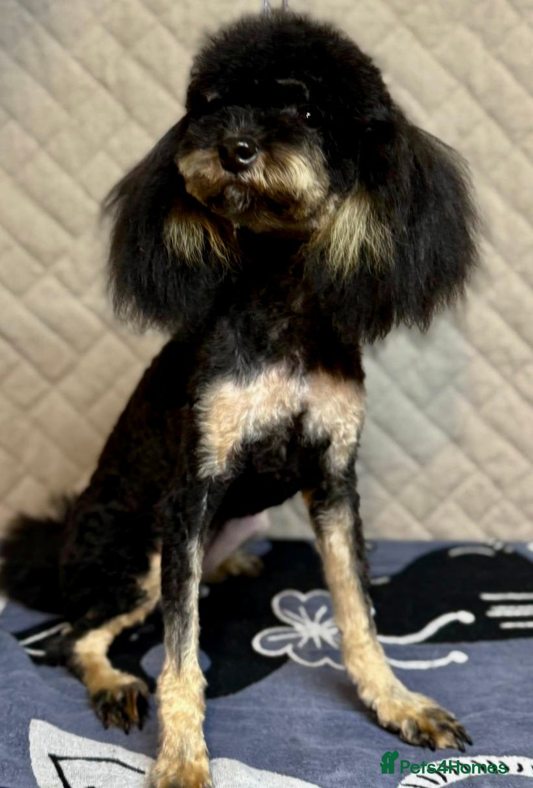 Miniature Poodle dogs for adoption: Lola: The Tiny Poodle Who Survived the Darkness - Image 4
