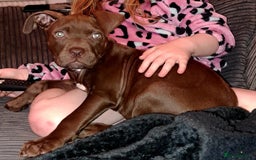 Staffordshire Bull Terrier dogs for sale: Bella - Image 4