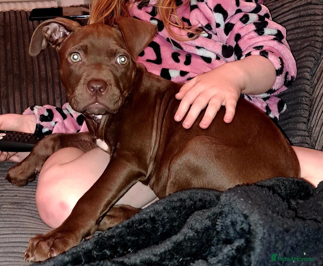 Staffordshire Bull Terrier dogs for sale: Bella - Image 4