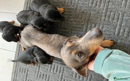 Mixed Breed dogs for sale: 7 Dachshund x jack russel puppies  - Image 10