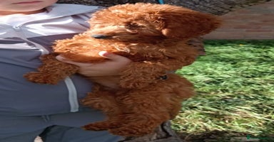 Cockapoo dogs - Advert 12
