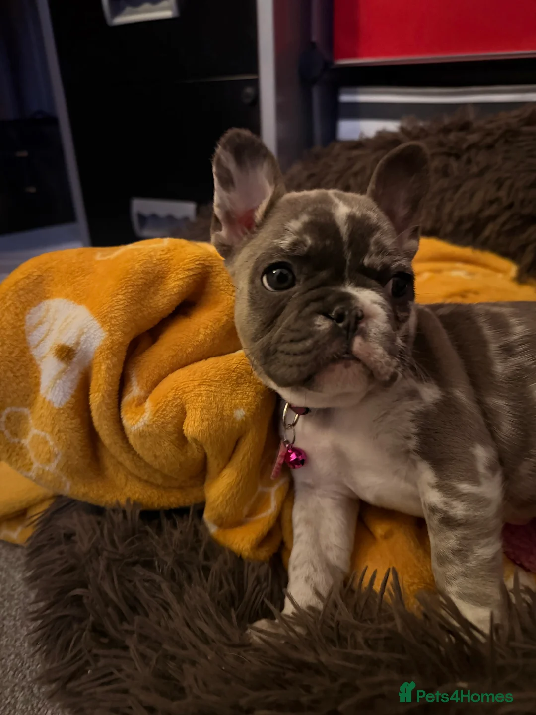 French Bulldog dogs for sale: Beautiful little Frenchie girl - Advert 2
