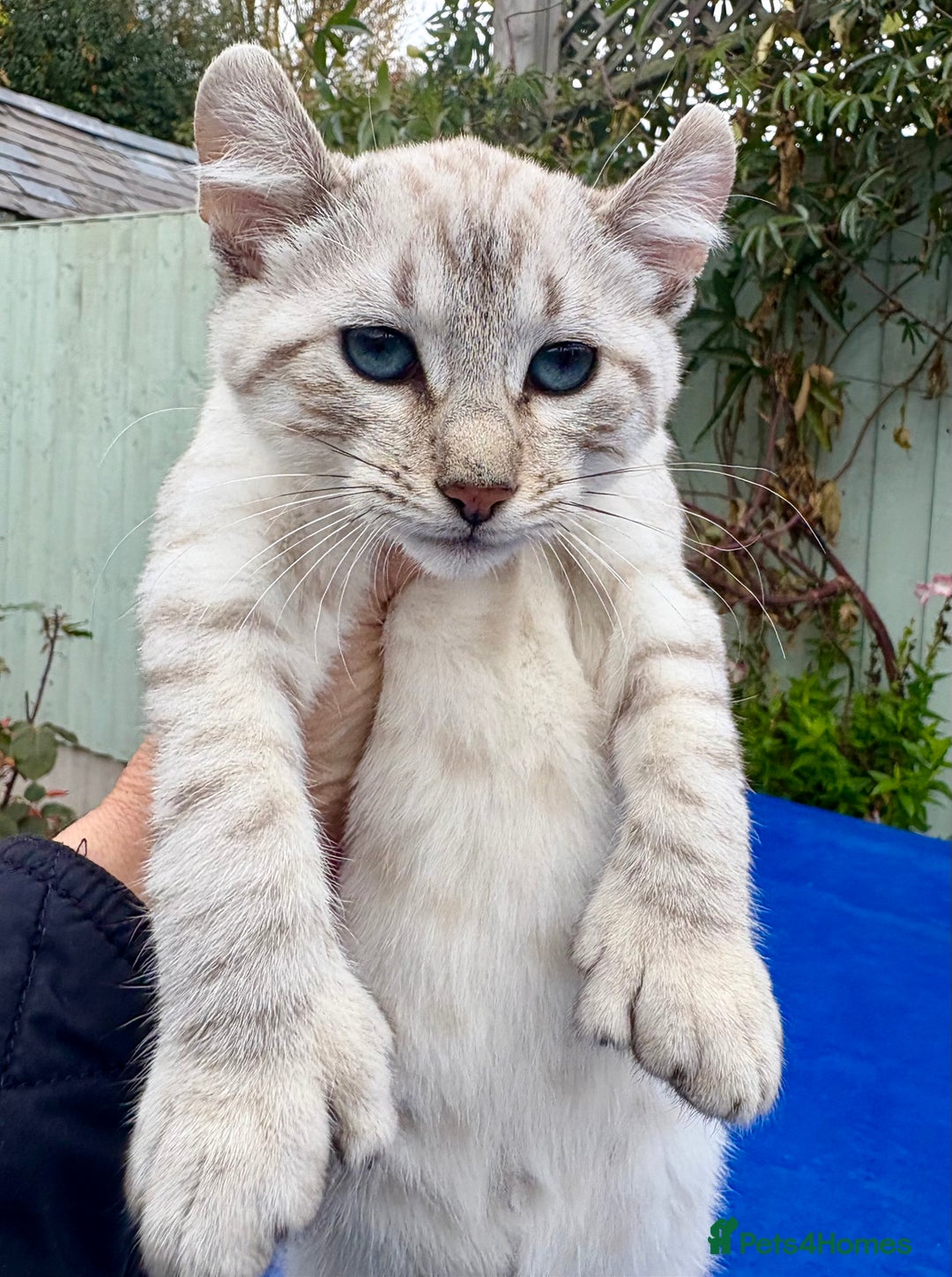 Keetso cats for sale: Gob smacking curled eared polydactyl female  - Advert 18