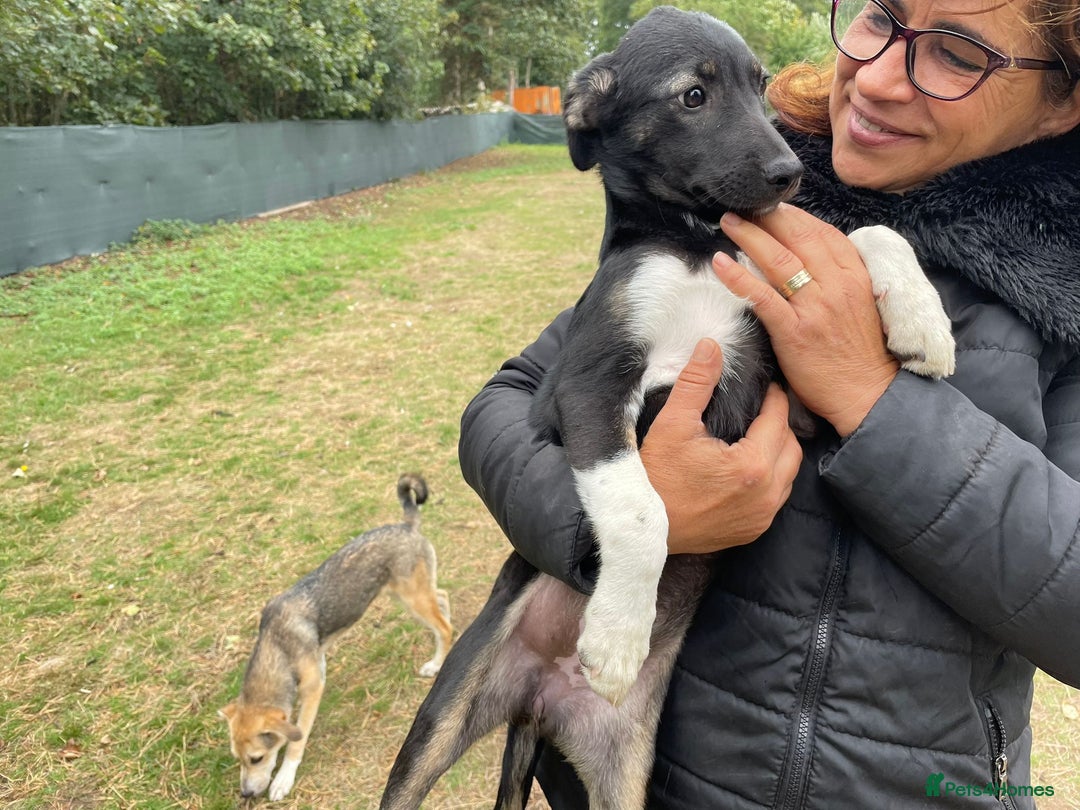 Mixed Breed dogs for adoption: Meet LARISA !  a Lovely Girl - for a Loving Home - Image 1