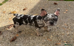French Bulldog dogs for sale: Female frenchie pup - Image 3
