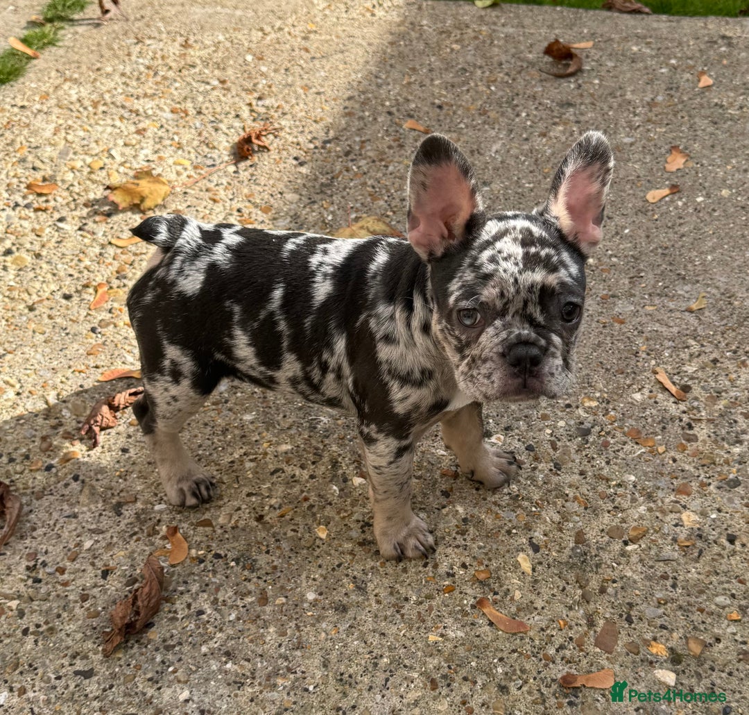French Bulldog dogs for sale: Female frenchie pup - Image 3