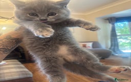 British Shorthair cats for sale: Beautiful British Shorthair Kittens  - Image 15