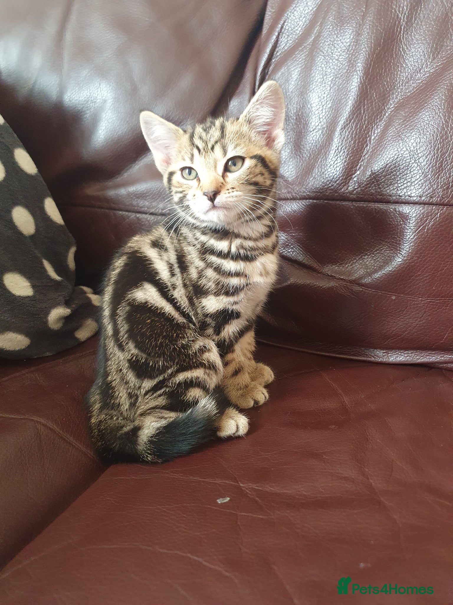 Mixed Breed cats for sale: Beautiful Mix Breed - Advert 13