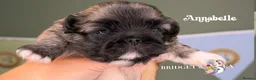 Pekingese dogs for sale: Fawn girl & boy kc reg licensed breeder - Advert 5