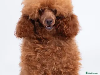 Toy Poodle dogs KC REG DEEP FOX RED HEALTH TESTED POODLE STUD in Hoddesdon - Advert 10