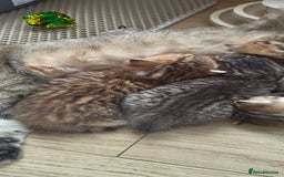 Scottish Fold cats for sale: Scottish Fold kittens -waiting list NOW OPEN! 😻 - Image 3
