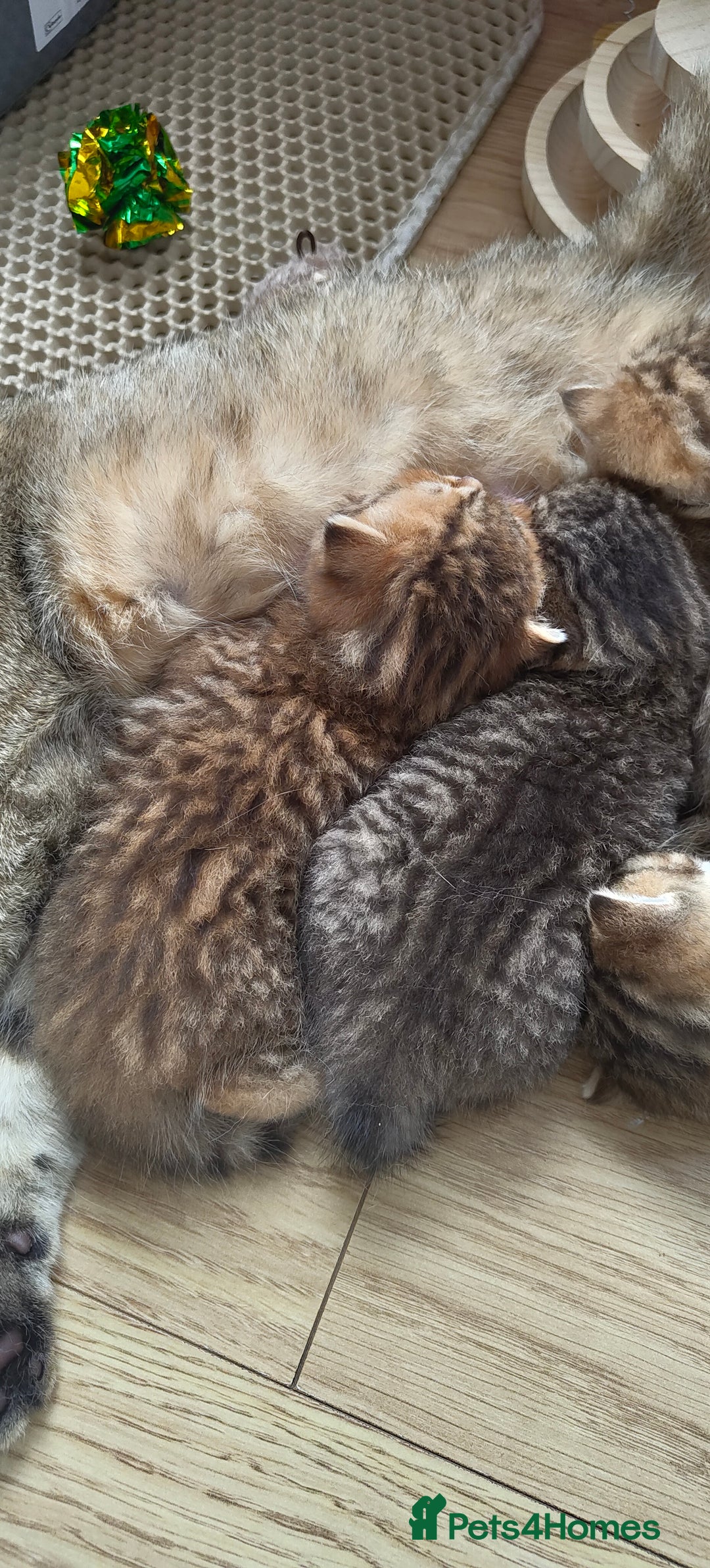 Scottish Fold cats for sale: Scottish Fold kittens -waiting list NOW OPEN! 😻 - Image 3
