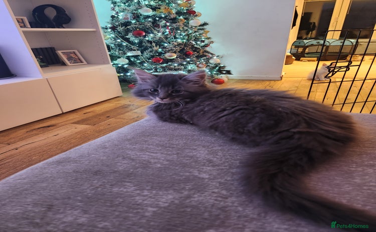 Maine Coon cats - Advert 13