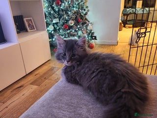 Maine Coon cats 1 female Maine coons ready to leave now - Advert 11