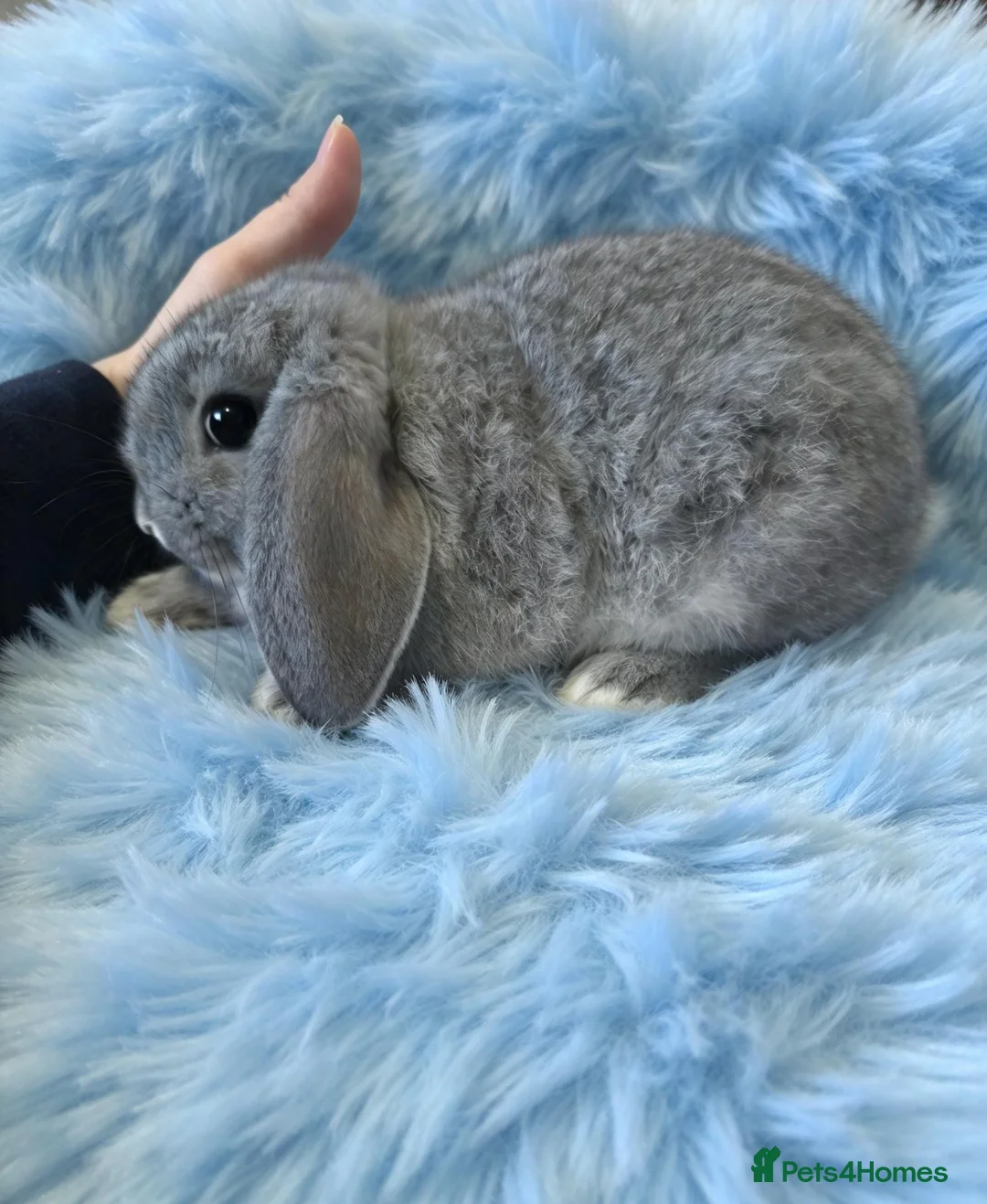 Mini Lop rabbits for sale: Mini lop baby plush carrier - Advert 5
