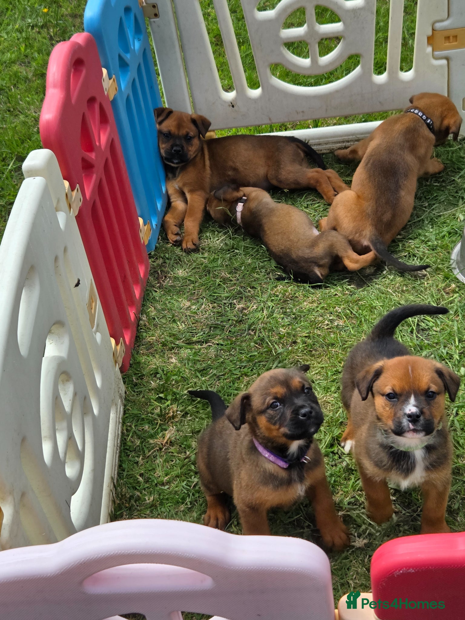 Boxweiler dogs for sale: Boxweiler pups in Omagh - Advert 5
