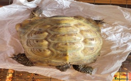 Tortoise reptiles for sale: Horsfield tortoise male - Image 3