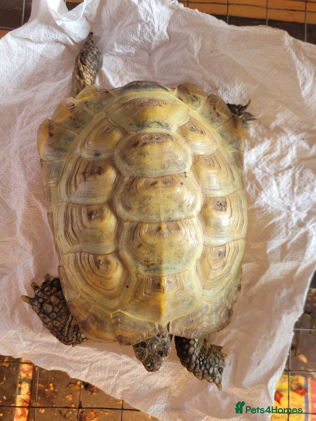 Tortoise reptiles for sale: Horsfield tortoise male - Image 3