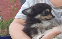 Chihuahua dogs for sale: Long coat Stunning K.C Reg. Puppies **READY NOW** - Image 9