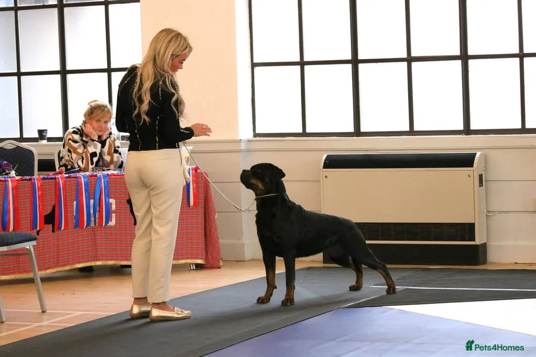 Rottweiler dogs for sale: Excellent Pedigree Dog Puppy - Advert 19