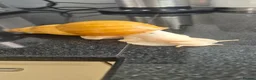 Snails invertebrates for sale: African Snail  in London - Advert 4