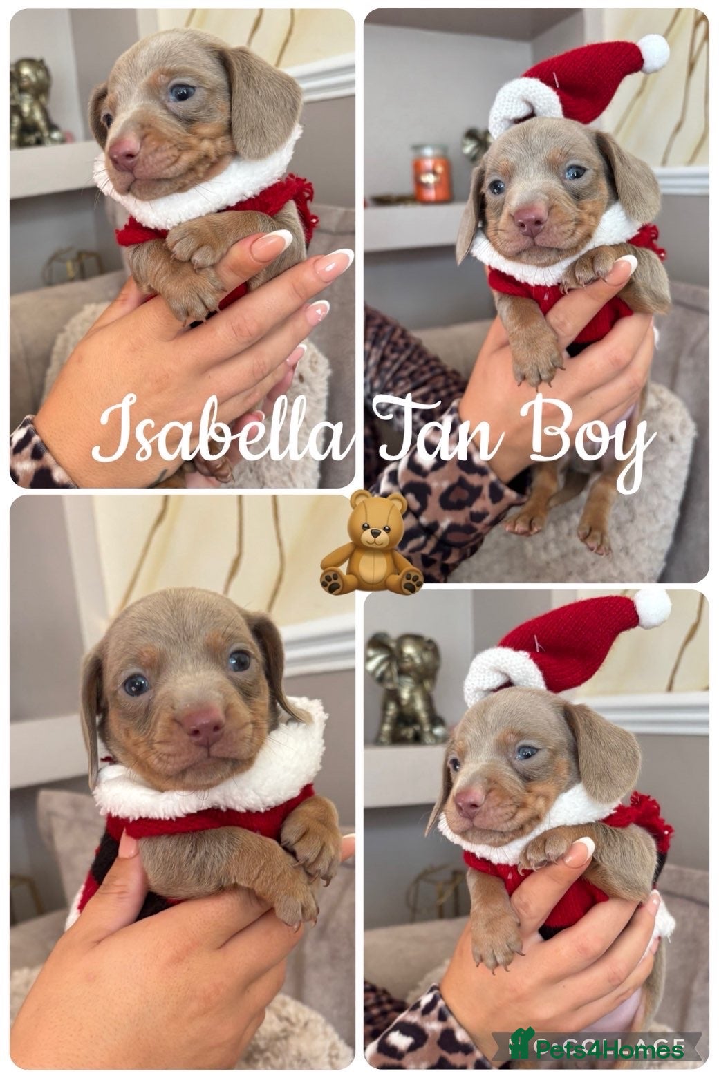 Miniature Dachshund dogs Mini dachshunds - Advert 18
