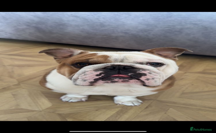 English Bulldog dogs - Advert 7