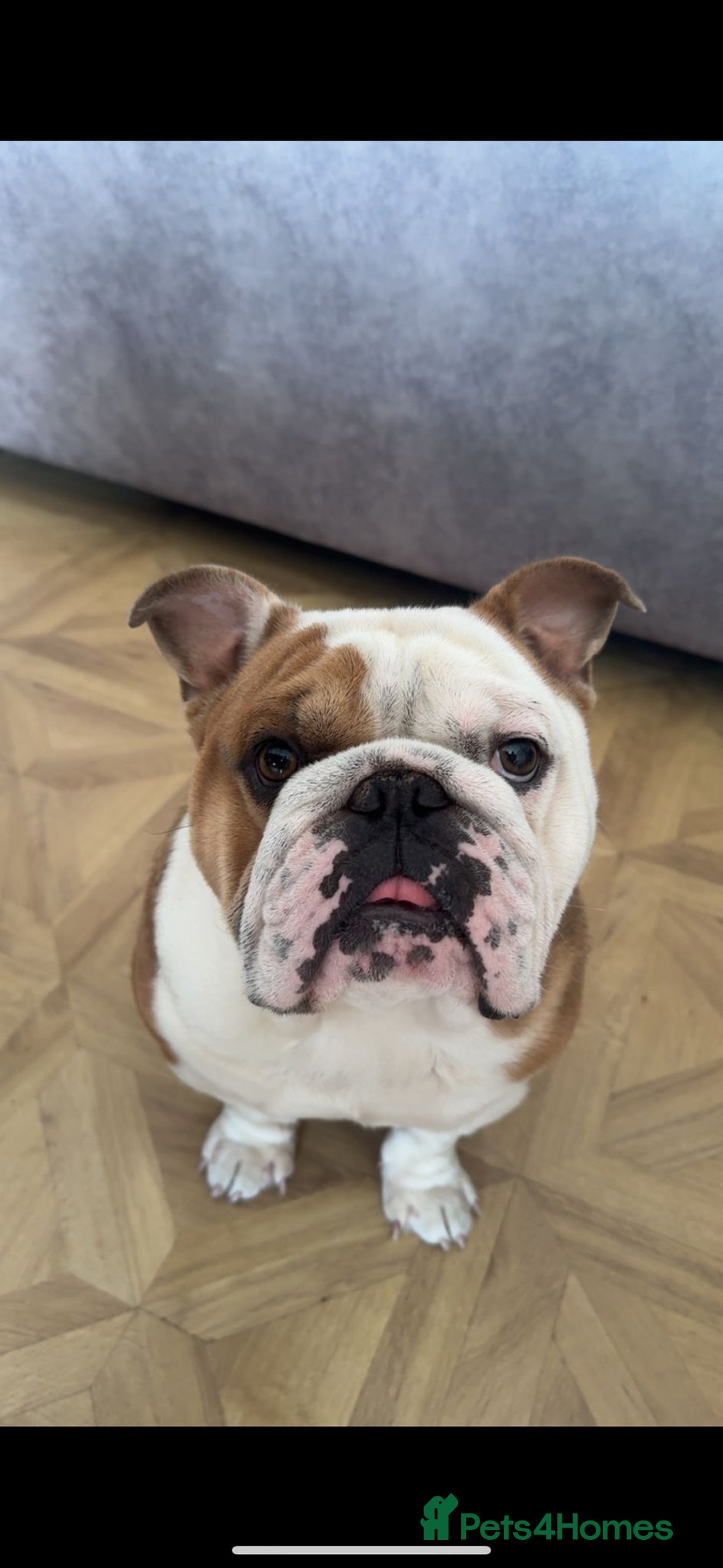 English Bulldog dogs for sale: British bulldaog - Image 1