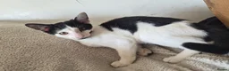 Mixed Breed cats for sale: Cheeky harlequin kittens - Advert 10