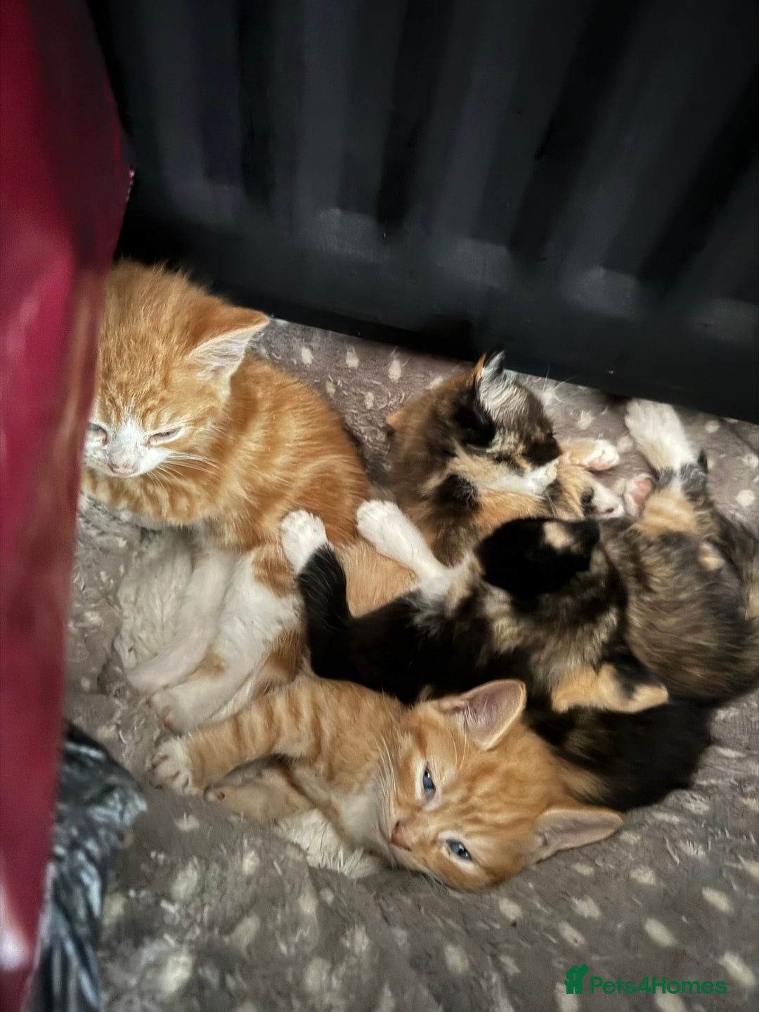 British Longhair cats for sale: Kittens for sale  - Image 4
