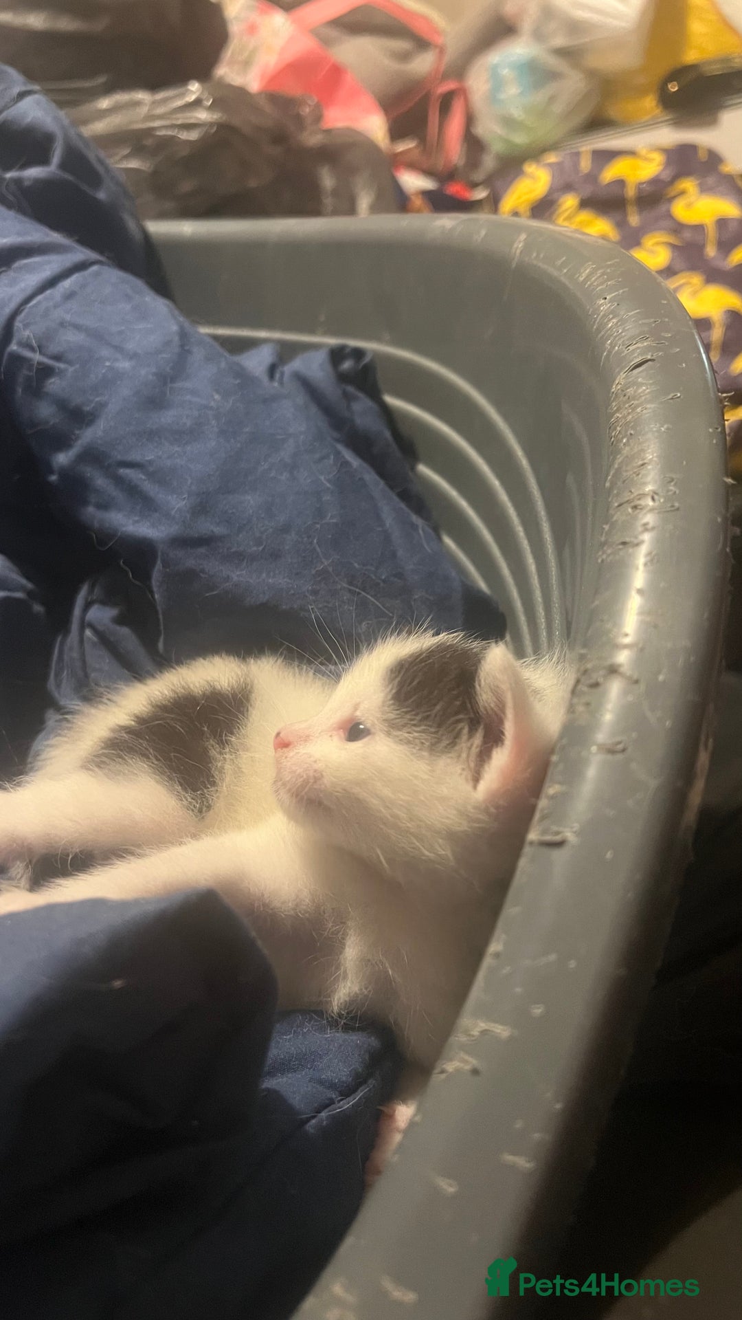 Mixed Breed cats for sale: Kittens in need of a loving forever home - Advert 10